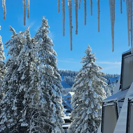 Silver Pine كوباونيك